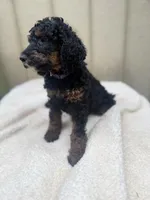Cranberry Female Black Phantom Poodle, a female Poodle - Standard  for sale in Charlotte, NC – 4 of 7