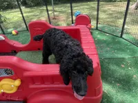 Blackberry Male Standard Poodle, a male Poodle - Standard  for sale in Charlotte, NC – 2 of 5