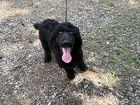 Blackberry Male Standard Poodle, a male Poodle - Standard  for sale in Charlotte, NC – 3 of 5