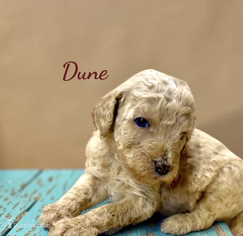 Dune Male Moyen Poodle Puppy – Poodle - Standard  puppy for sale in Charlotte, NC