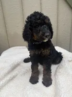 Cranberry Female Black Phantom Poodle, a female Poodle - Standard  for sale in Charlotte, NC – 5 of 7