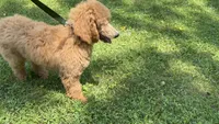 Pokeberry AKC Male Standard Poodle, a male Poodle - Standard  for sale in Charlotte, NC – 3 of 9
