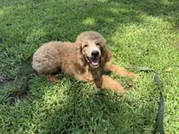 Pokeberry AKC Male Standard Poodle, a male Poodle - Standard  for sale in Charlotte, NC – 4 of 9