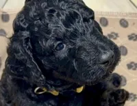 Blackberry, a male Poodle - Standard  for sale in Charlotte, NC – 2 of 2