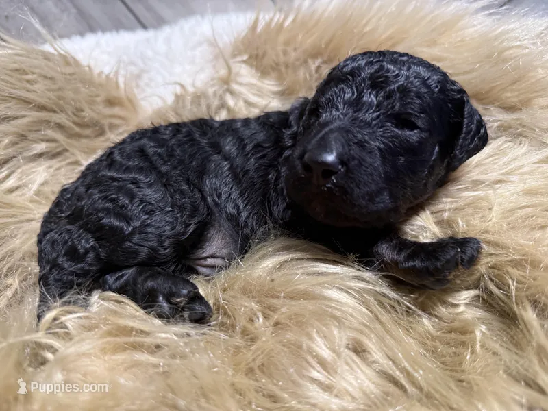 Blackberry – Poodle - Standard  puppy for sale in Charlotte, NC