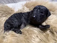 Blackberry, a male Poodle - Standard  for sale in Charlotte, NC – Photo 1 of 3