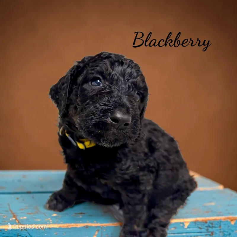 Blackberry – Poodle - Standard  puppy for sale in Charlotte, NC