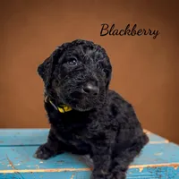 Blackberry, a male Poodle - Standard  for sale in Charlotte, NC – 1 of 2