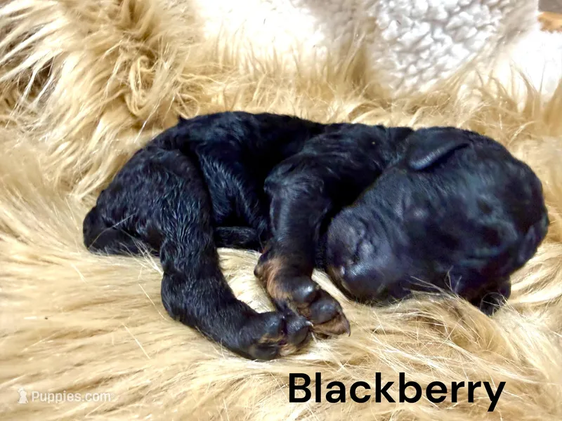 Blackberry – Poodle - Standard  puppy for sale in Charlotte, NC