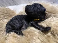 Blackberry, a male Poodle - Standard  for sale in Charlotte, NC – Photo 2 of 3