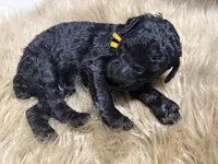 Blackberry, a male Poodle - Standard  for sale in Charlotte, NC – Photo 3 of 3