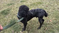 Winston , a male Poodle - Standard  for sale in Charlotte, NC – Photo 6 of 8
