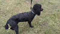 Winston , a male Poodle - Standard  for sale in Charlotte, NC – Photo 7 of 8