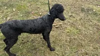 Winston , a male Poodle - Standard  for sale in Charlotte, NC – Photo 8 of 8