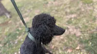Winston , a male Poodle - Standard  for sale in Charlotte, NC – Photo 2 of 8