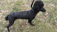 Winston , a male Poodle - Standard  for sale in Charlotte, NC – Photo 3 of 8