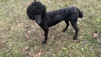 Winston , a male Poodle - Standard  for sale in Charlotte, NC – Photo 5 of 8
