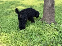 Blackberry Male Standard Poodle, a male Poodle - Standard  for sale in Charlotte, NC – 4 of 10