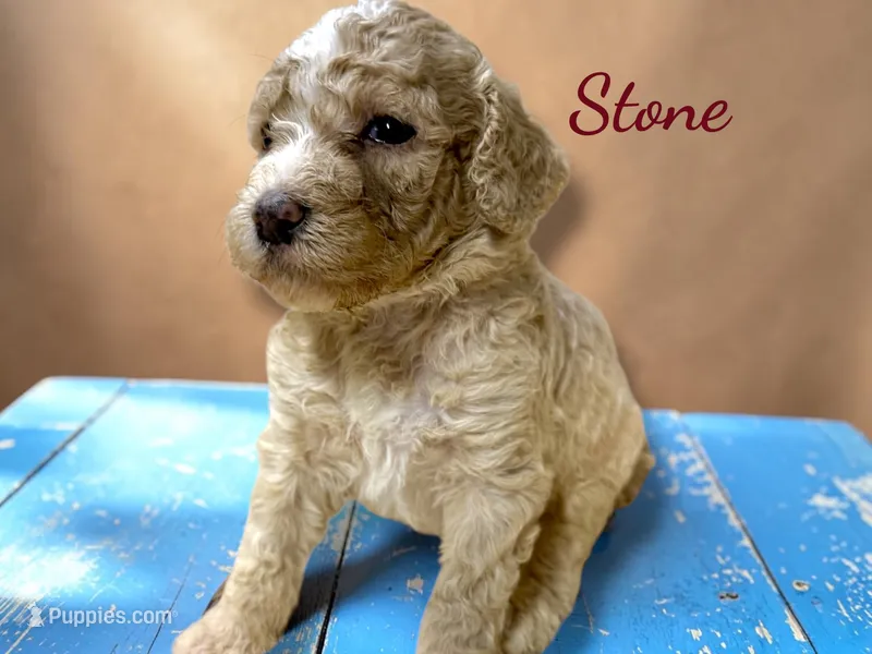 Stone AKC Moyen Poodle – Poodle - Standard  puppy for sale in Charlotte, NC