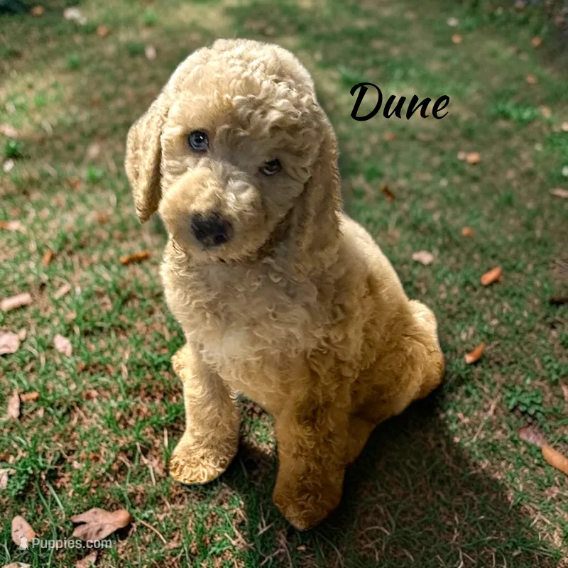 Dune Male Moyen Poodle Puppy – Poodle - Standard  puppy for sale in Charlotte, NC