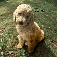 Dune Male Moyen Poodle Puppy, a male Poodle - Standard  for sale in Charlotte, NC – 1 of 1