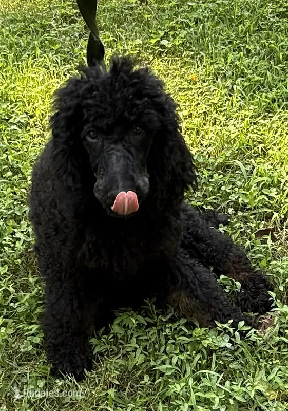 Blackberry Male Standard Poodle – Poodle - Standard  puppy for sale in Charlotte, NC