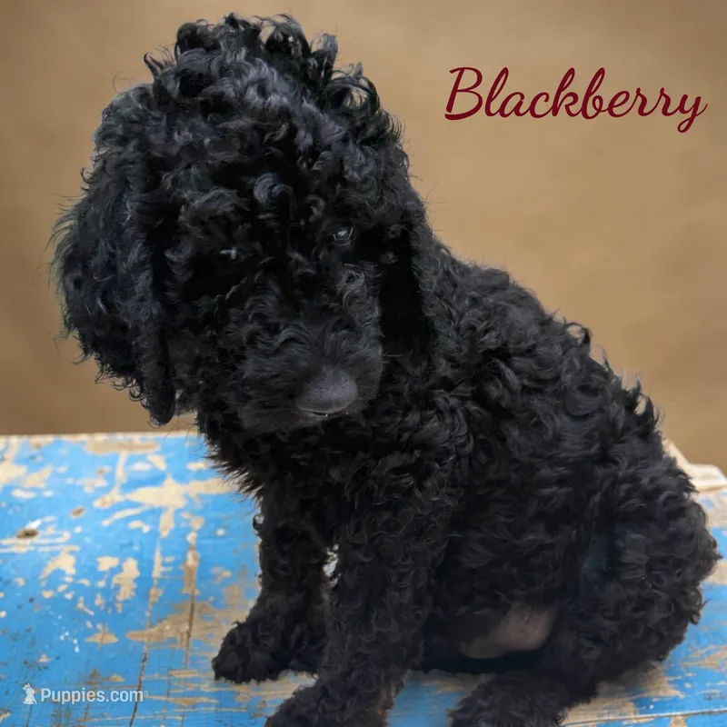 Blackberry – Poodle - Standard  puppy for sale in Charlotte, NC