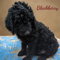Blackberry Male Standard Poodle, a male Poodle - Standard  for sale in Charlotte, NC – 1 of 1