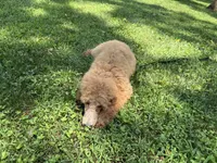 Pokeberry AKC Male Standard Poodle, a male Poodle - Standard  for sale in Charlotte, NC – 9 of 9