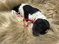 AKC Male Tri Parti Standard Poodle, a male Poodle - Standard  for sale in Charlotte, NC – Photo 2 of 4