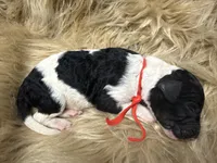 AKC Male Tri Parti Standard Poodle, a male Poodle - Standard  for sale in Charlotte, NC – Photo 4 of 4