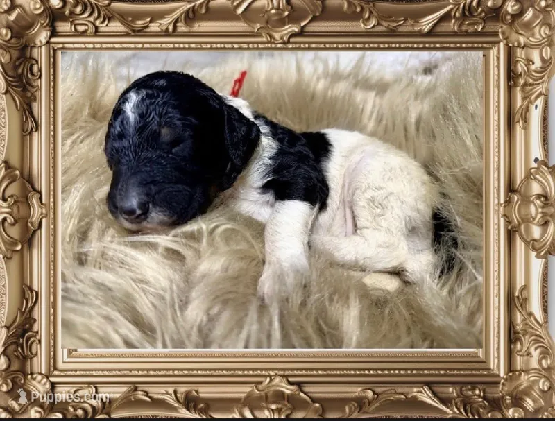 Snozzberry AKC Male Tri Parti Standard Poodle – Poodle - Standard  puppy for sale in Charlotte, NC