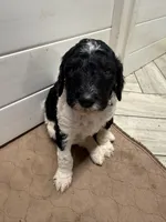 Snozzberry AKC Male Tri Parti Standard Poodle, a male Poodle - Standard  for sale in Charlotte, NC – 4 of 6