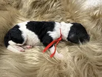 AKC Male Tri Parti Standard Poodle, a male Poodle - Standard  for sale in Charlotte, NC – Photo 3 of 4