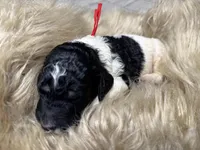 Snozzberry AKC Male Tri Parti Standard Poodle, a male Poodle - Standard  for sale in Charlotte, NC – Photo 2 of 6