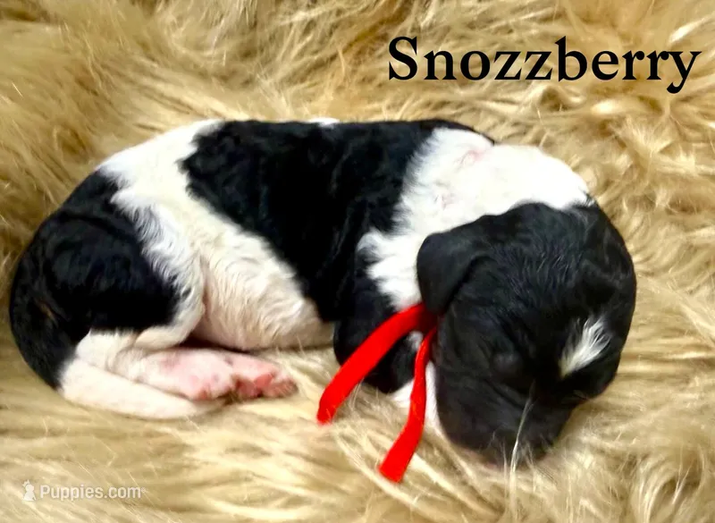 Snozzberry AKC Male Tri Parti Standard Poodle – Poodle - Standard  puppy for sale in Charlotte, NC