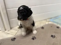 Snozzberry AKC Male Tri Parti Standard Poodle, a male Poodle - Standard  for sale in Charlotte, NC – 3 of 6