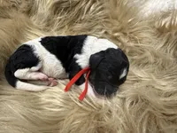 AKC Male Tri Parti Standard Poodle, a male Poodle - Standard  for sale in Charlotte, NC – Photo 1 of 4