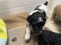 Snozzberry AKC Male Tri Parti Standard Poodle, a male Poodle - Standard  for sale in Charlotte, NC – 2 of 6