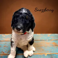 Snozzberry AKC Male Tri Parti Standard Poodle, a male Poodle - Standard  for sale in Charlotte, NC – 1 of 6