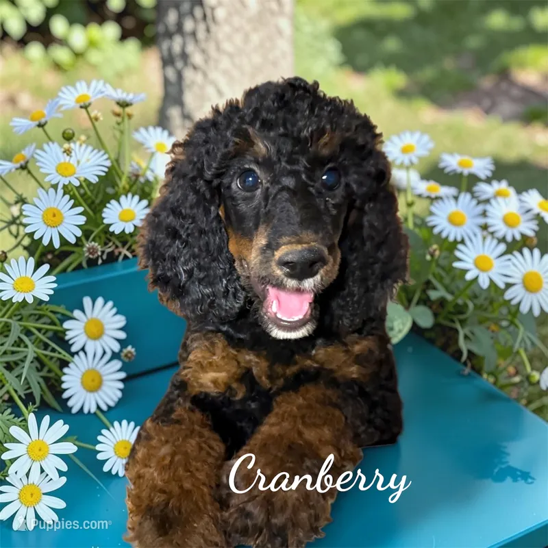 Cranberry Female Black Phantom Standard Poodle – Poodle - Standard  puppy for sale in Charlotte, NC