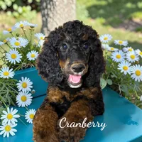Cranberry Female Black Phantom Standard Poodle, a female Poodle - Standard  for sale in Charlotte, NC – 1 of 1