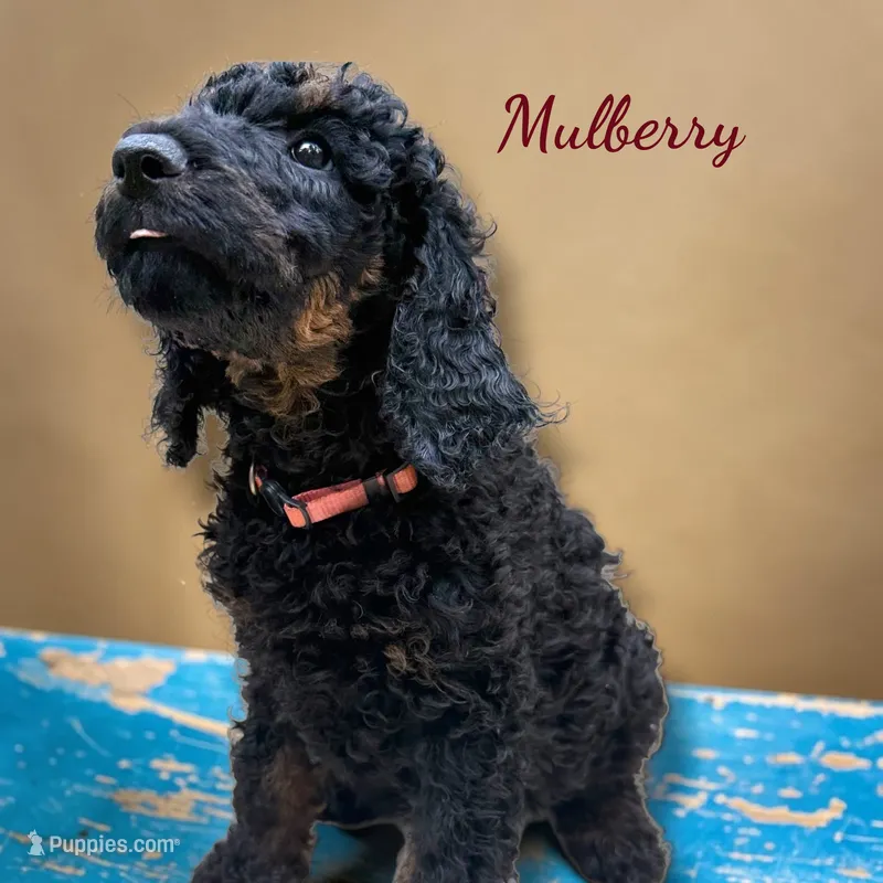 Mulberry Female Stand Black Phantom Poodle  – Poodle - Standard  puppy for sale in Charlotte, NC