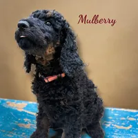 Mulberry Female Stand Black Phantom Poodle , a female Poodle - Standard  for sale in Charlotte, NC – 1 of 1