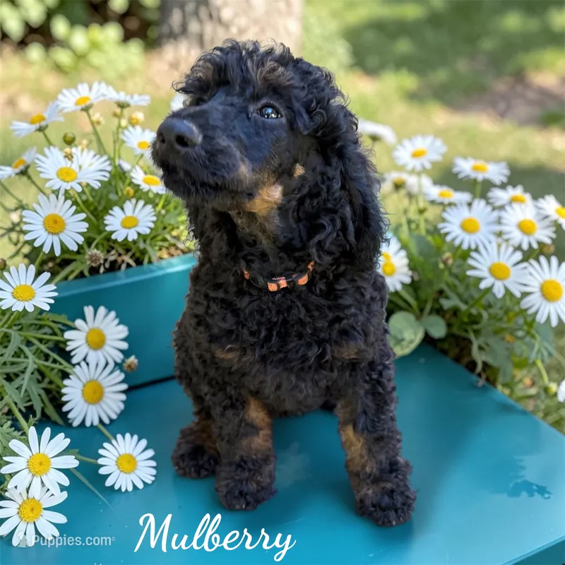 Mulberry Female Standard Black Phantom Poodle  – Poodle - Standard  puppy for sale in Charlotte, NC