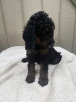 Cranberry Female Black Phantom Poodle, a female Poodle - Standard  for sale in Charlotte, NC – 2 of 7