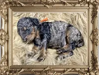 Blueberry Blue Merle Phantom Poodle, a male Poodle - Multi-Colored Standard for sale in Charlotte, NC – Photo 8 of 9