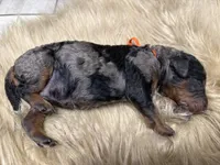 Blueberry , a male Poodle - Multi-Colored Standard for sale in Charlotte, NC – Photo 2 of 5