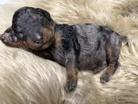 Blueberry Blue Merle Phantom Poodle, a male Poodle - Multi-Colored Standard for sale in Charlotte, NC – Photo 6 of 9