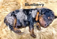 Blueberry Blue Merle Phantom Poodle, a male Poodle - Multi-Colored Standard for sale in Charlotte, NC – Photo 2 of 9